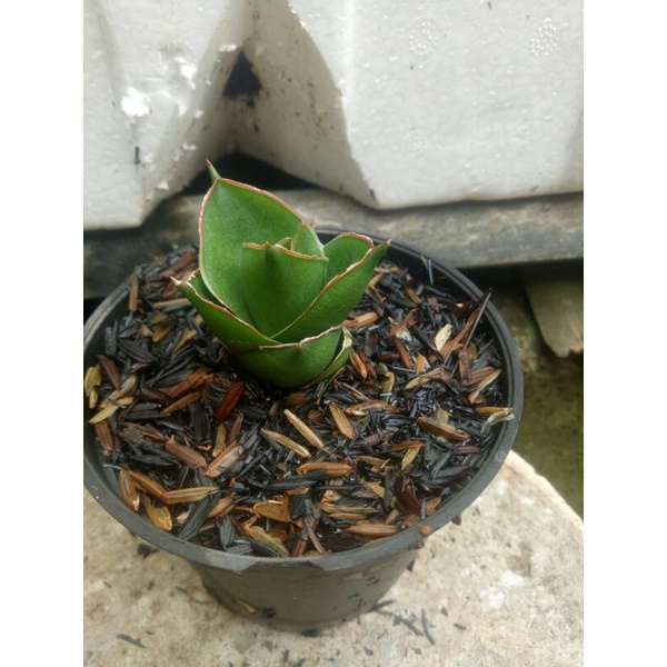 sansiviera tower hibrid #sansiviera