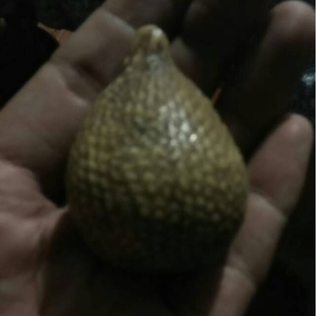 Fosil buah salak