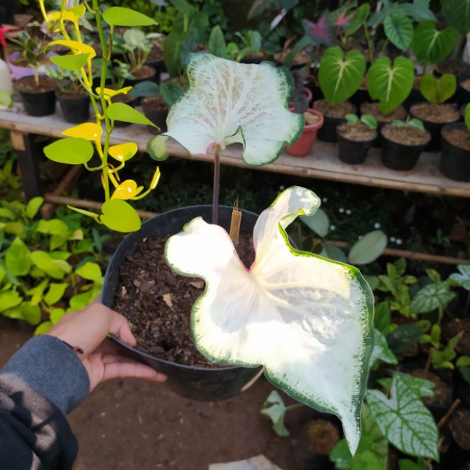 Tanaman hias keladi wayang putih