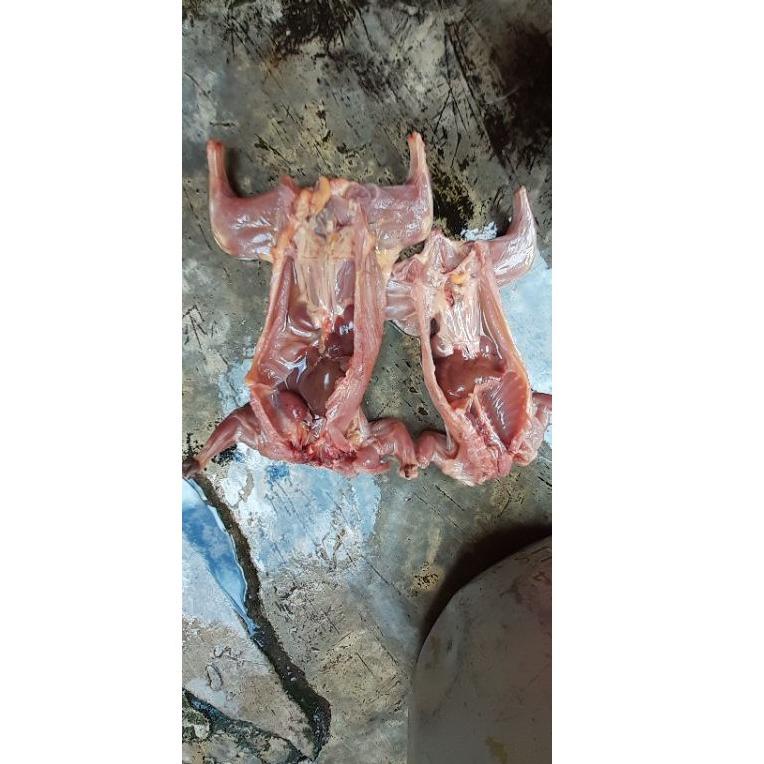 

[PRODUK VENFH] DAGING TUPAI UNGKEUP SIAP GORENG PER 1 EKOR - DAGING BAJING KELAPA - DAGING TUPAI KELAPA SIAP GORENG YJ0