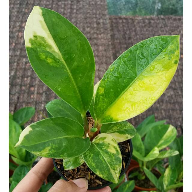 Jemani mangkok variegata real