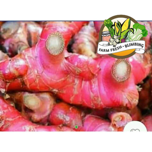 

Lengkuas (laos) Merah 250gr