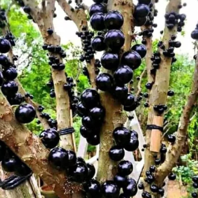 bibit anggur brazil siap berbuah