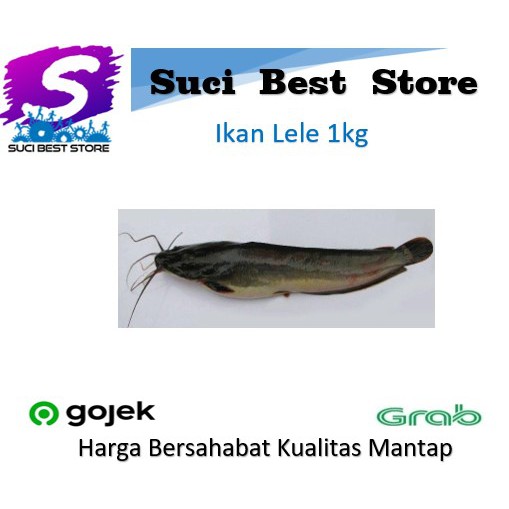 

Ikan Lele Fresh 1kg Promo Bandung By Suci Best Store