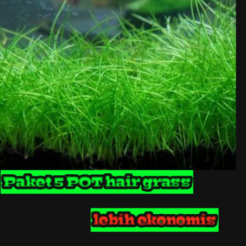 PAKET 5 POT HAIR GRASS (TANAMAN KARPET , TANAMAN AQUASCAPE)
