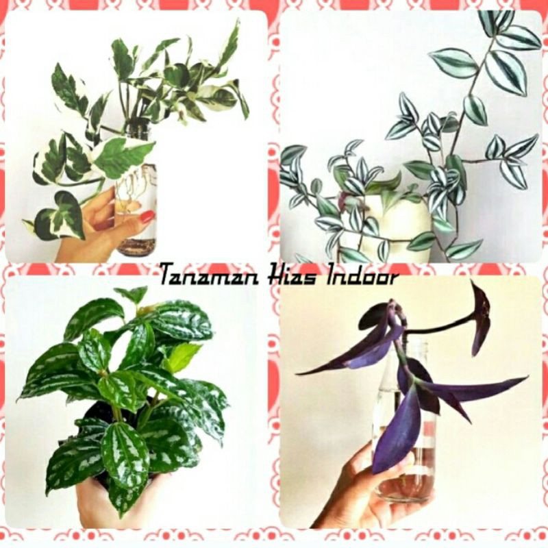 Paket Hemat 4 Tanaman Estetika Media Air Hias Tanaman Hias Indoor Air
