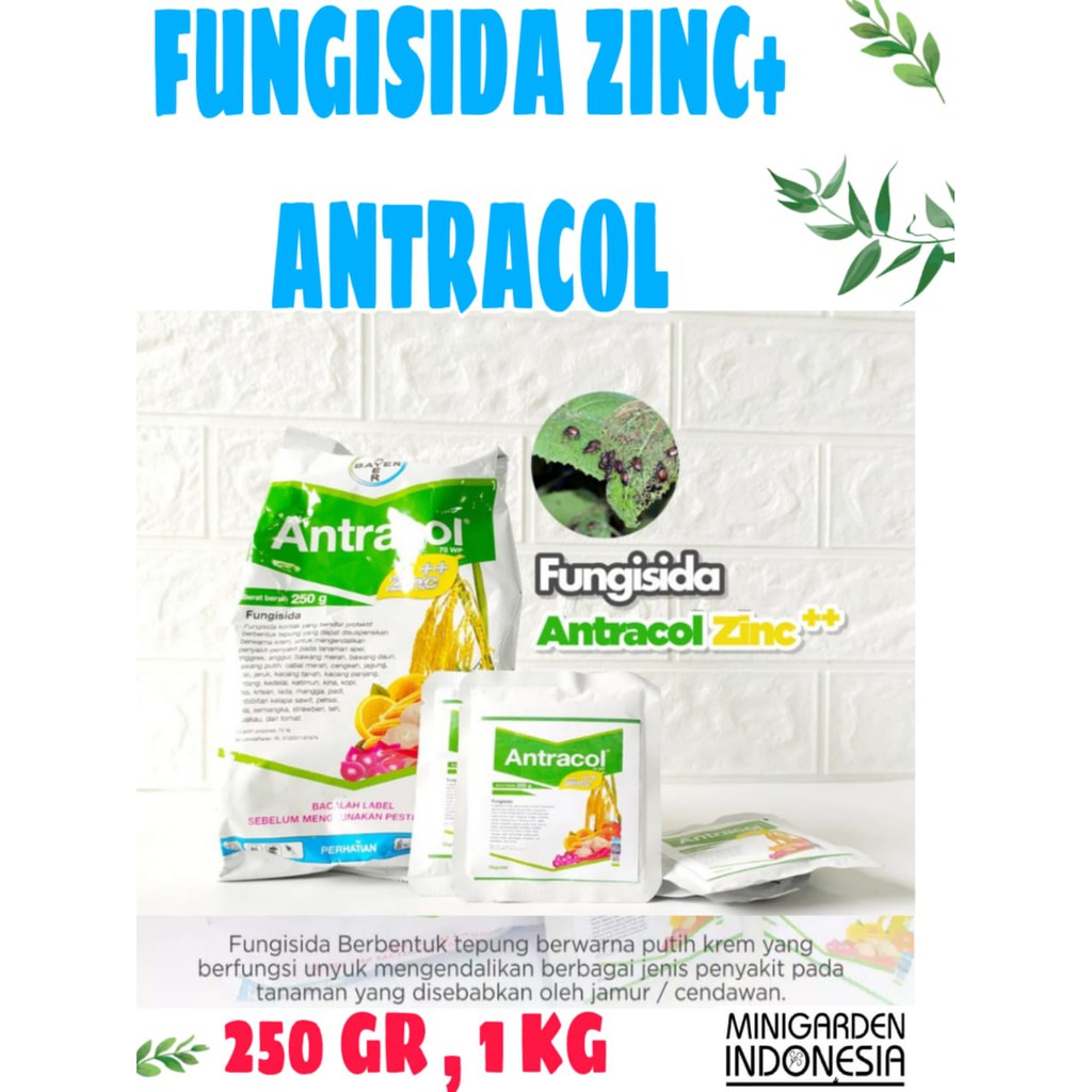 FUNGISIDA ANTRACOL 250GRAM antracol 70 WP + ZINC obat pengendali hama pembasmi jamur busuk buah tanaman