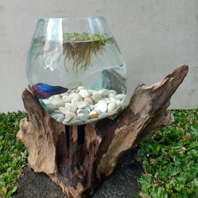 AKUARIUM IKAN CUPANG SIZE XXL /AQUARIUM/AQUASCAPE/FISH BOWL UNIK/VAS KACA