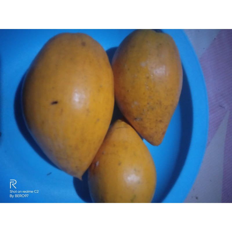 

sawo mentega/alkesah per 1kg