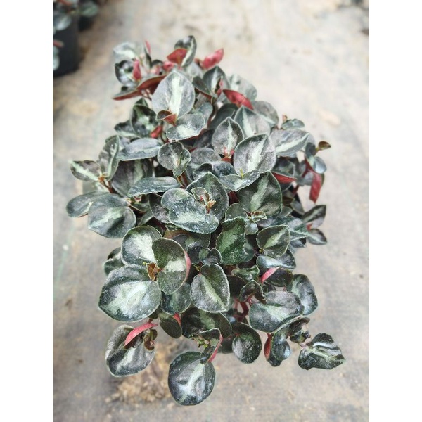 Peperomia Black Metalica