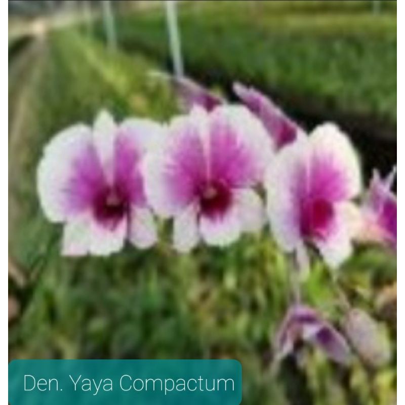 Bibit Seedling Anggrek Dendrobium Mini Yaya Compactum