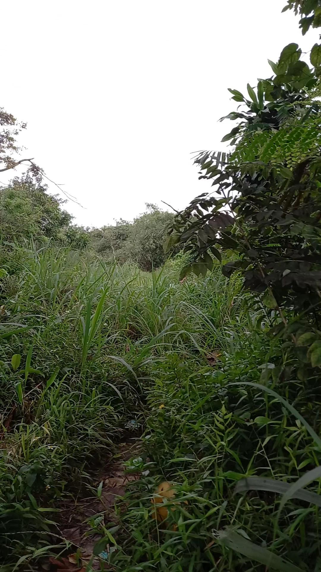 Teko Siul Polos 3 Liter Pemanas Air Minum 3000 Ml Kettle Stainlless