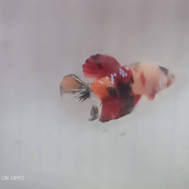 Ikan cupang nemo galaxy