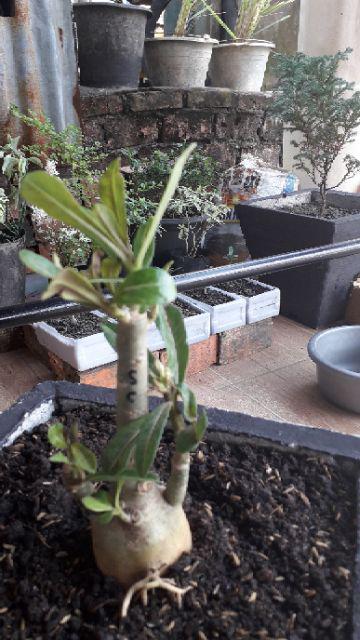 Bibit Bunga Kamboja Jepang Adenium Triple 1 Batang 3 Warna Terbaru 2019