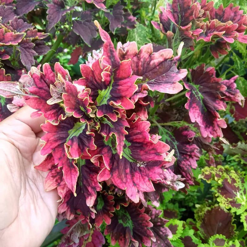 Tanaman hias miana sultan - hiasan taman - tanaman outdour miana sultan