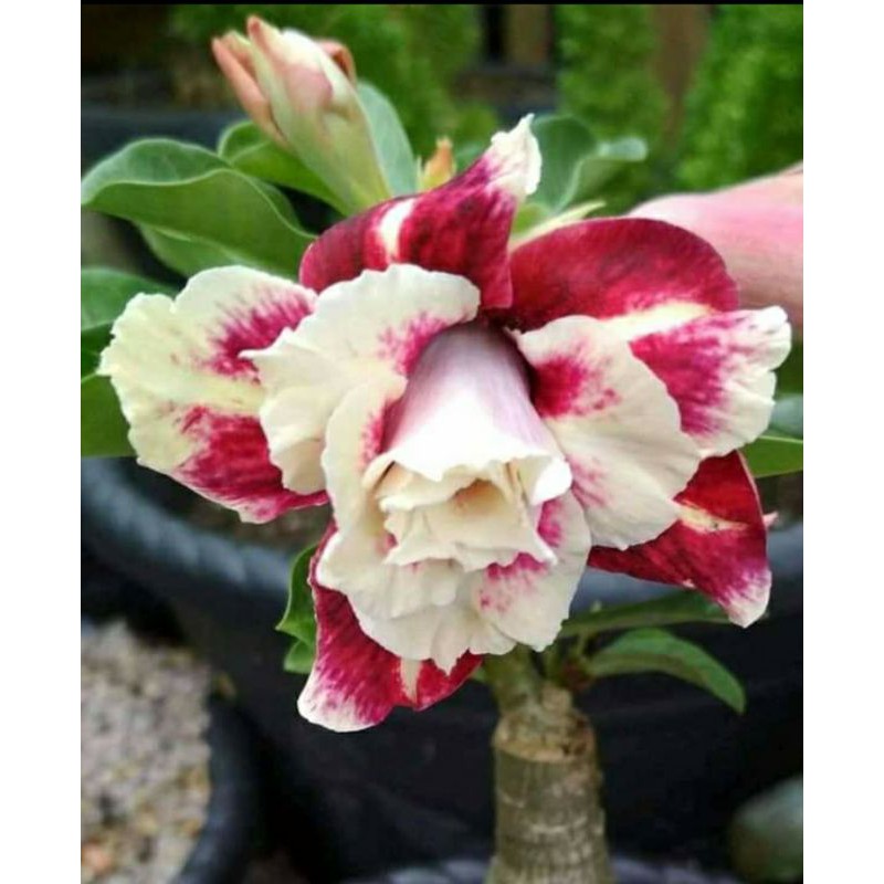 adenium tumpuk