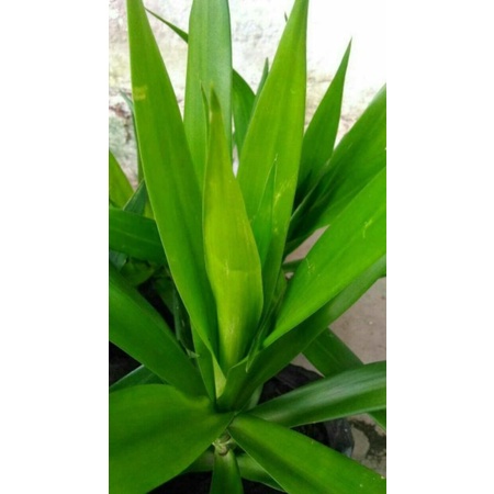 

daun suji fresh graduate 100 gram