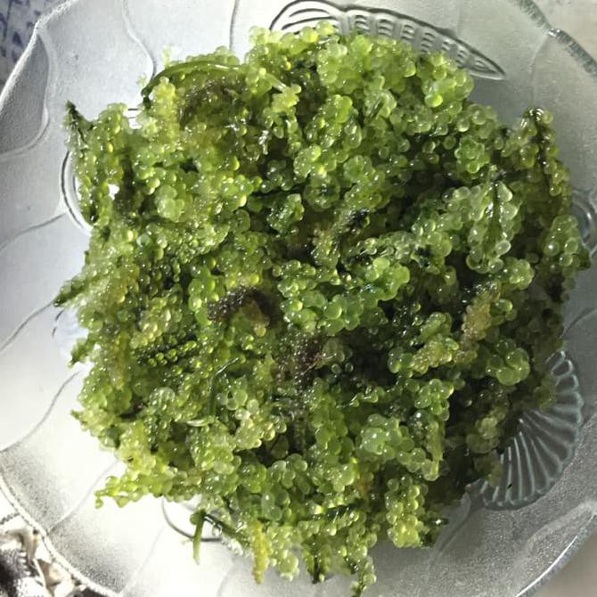 Terlarisss Top Sale Kain Batik Tulis Lasem Lerek Latohan Mb212 Kain Panjang