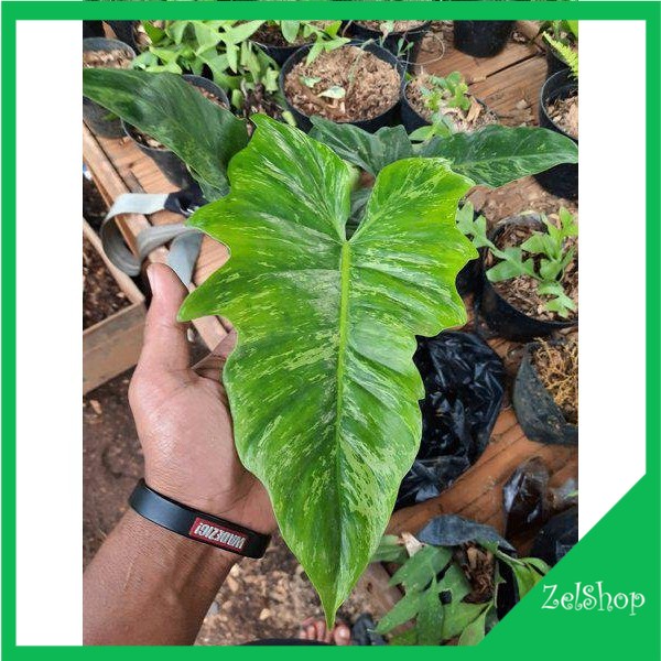 Philodendron Dragon Varigata / Philo Dragon Golden Varigata
