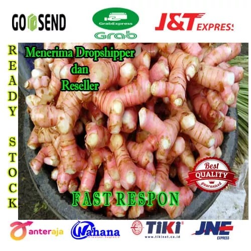 

Lengkuas Merah Segar Quality Terbaik Sekilo / 1KG