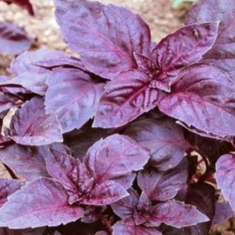 Benih Basil Merah Italian Large Leaf Red Basil