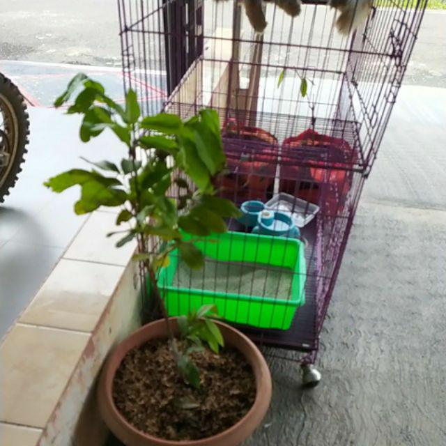 Bibit Leci Merah Asli