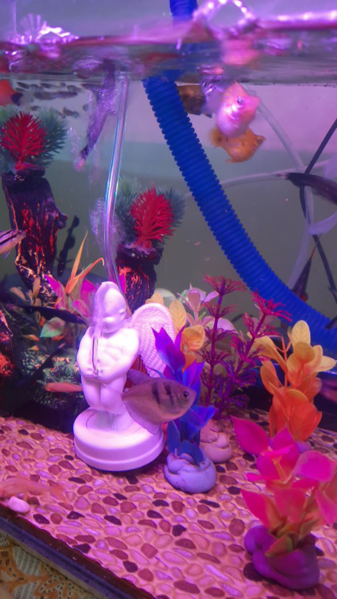 aksesoris aquarium patung malaikat angel punk hiasan 