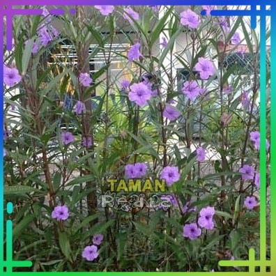 Tanaman Hias Ruellia Ungu/ Ruellia Brittoniana
