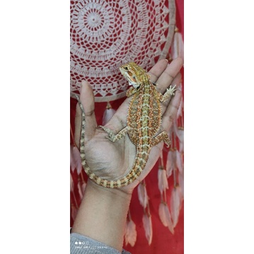 bearded dragon het hypo trans