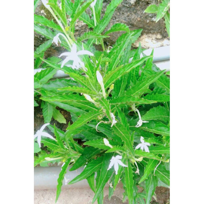

Daun kitolod obat herbal katarak 600 grm