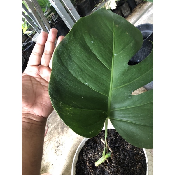 monstera variegata ekonomis