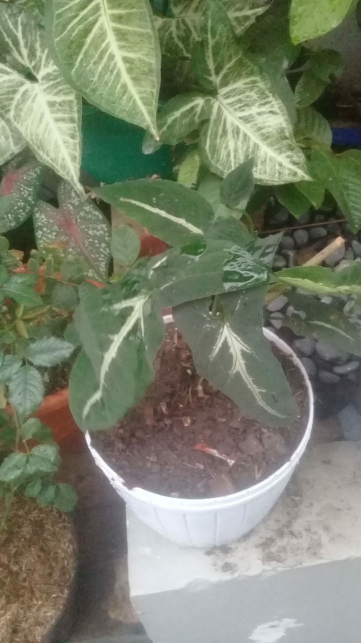 Tanaman Hias Syngonium Rayi