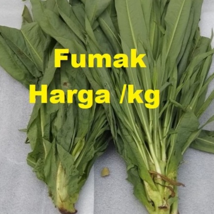 

Sayur Fumak Makanan Kura Kura Darat Kumek Kumak Sayur Makanan Kura Sulcata Aldabra Radiata Istar Sayuran Daun Segar