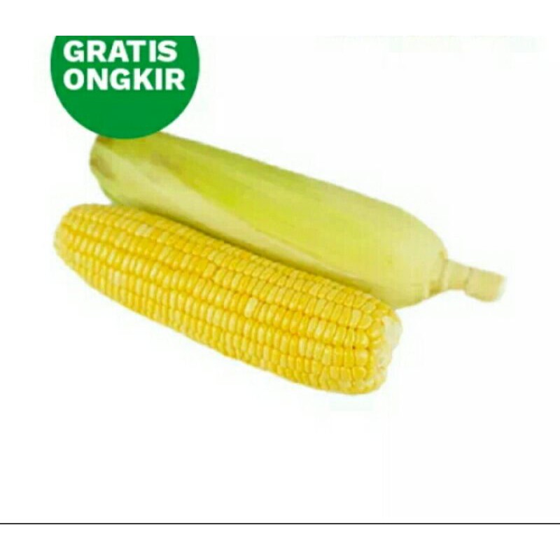 

Jagung Manis // Jagung
