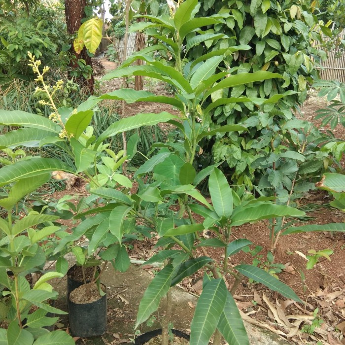 bibit buah mangga chokanan sudah berbunga