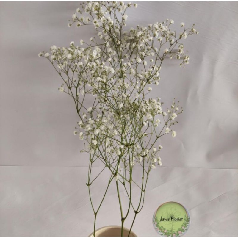 Bunga Baby Breath Fresh