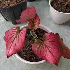 Bunga Hias Keladi Caladium Infinity Cantik Murah Berkualitas