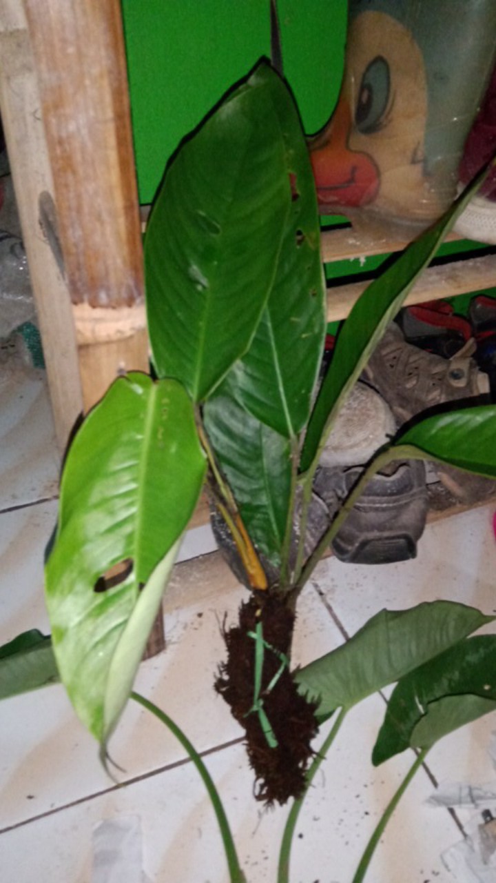 Tanaman Hias Monstera Janda Bolong Raphidophora Lokal