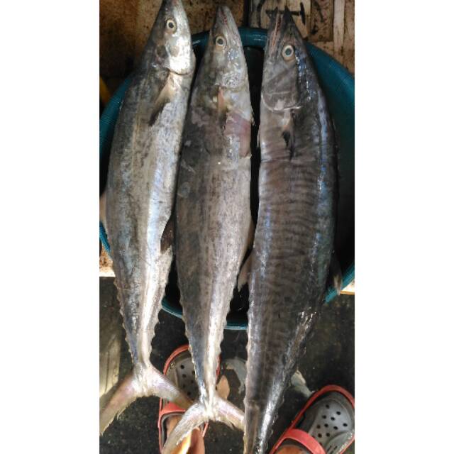 

Ikan Tenggiri segar Fresh & Frozen