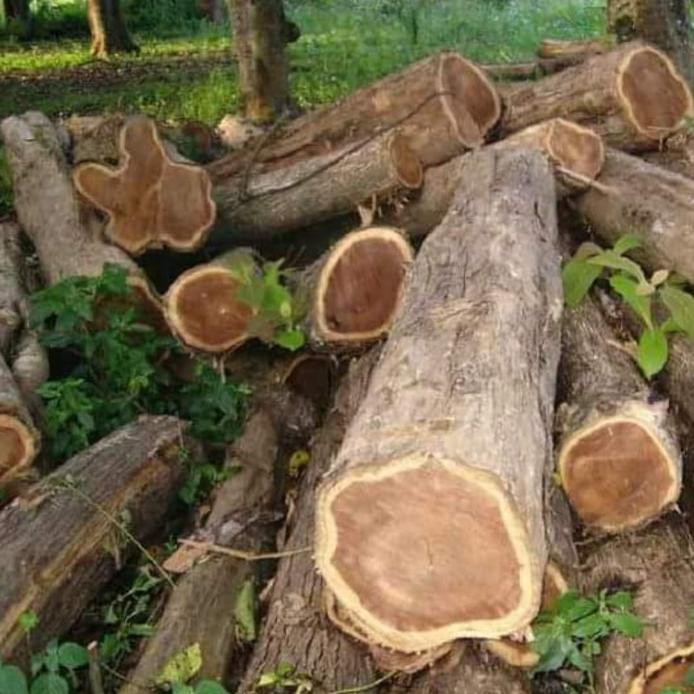 5 Ons Biji Benih Jati Hybrid emas Super *_@