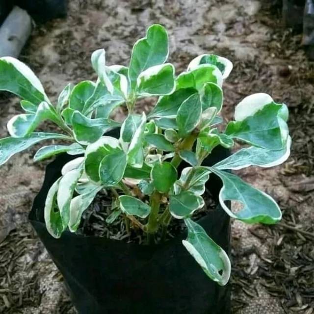 Tanaman/pohon hias krokot merah