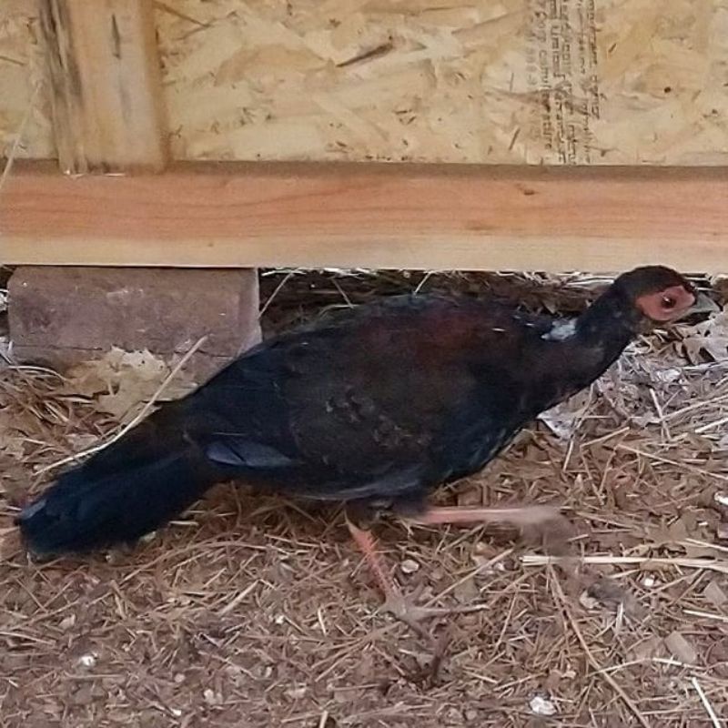 

telur ayam hias swinhoes pheasant untuk ditetaskan