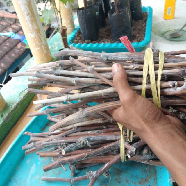 Cutting anggur jenis ninel dapat 5 batang