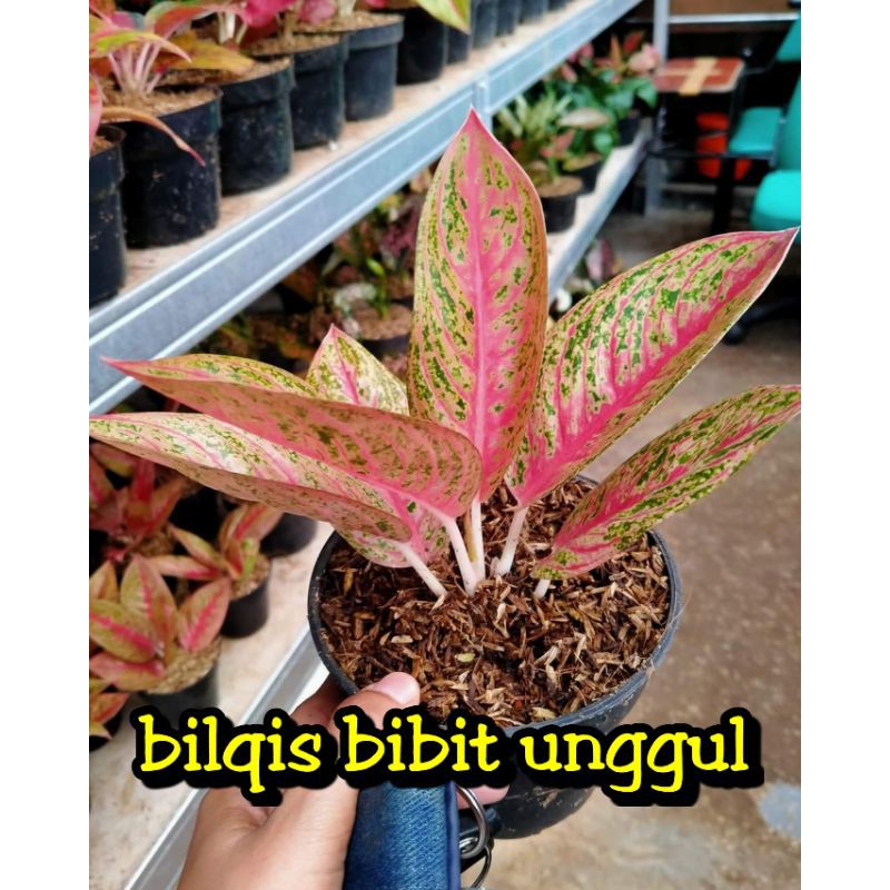 bunga aglonema legacy merah/legaci merah/bunga aglonema super