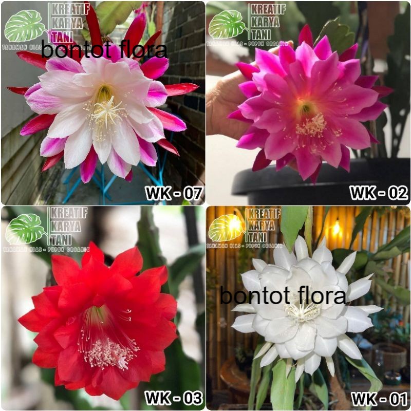 4 Tanaman Bunga Wijaya Kusuma - Paket 4 tanaman hias Wijaya Kusuma