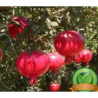 Ford Bibit Delima Red Afrika / Bibit Buah /Tanaman Ng3Trend