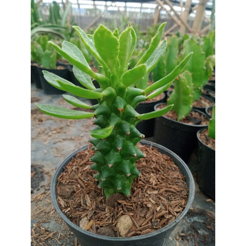 monadenium hijau