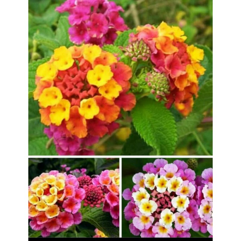 

⭐⭐⭐⭐⭐ 50 biji lantana