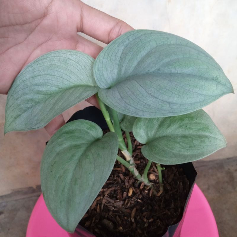 scindapsus pictus silver cloud sesuai