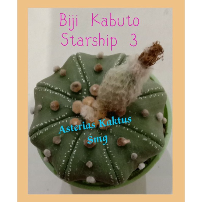 MURAH Biji Kaktus Astro Astrophytum Kabuto Starship 3